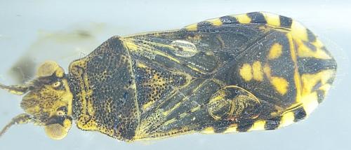 Stictopleurus punctatonervosus